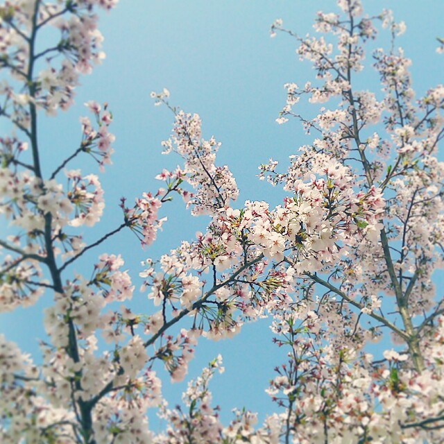 f:id:nagoyaman:20170422124154j:image