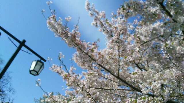 f:id:nagoyaman:20170422125848j:image