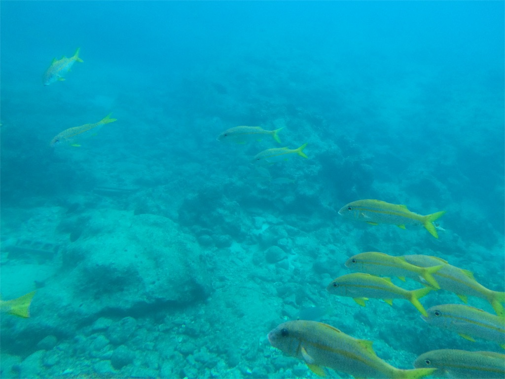 f:id:nagoyaman:20181207002959j:image