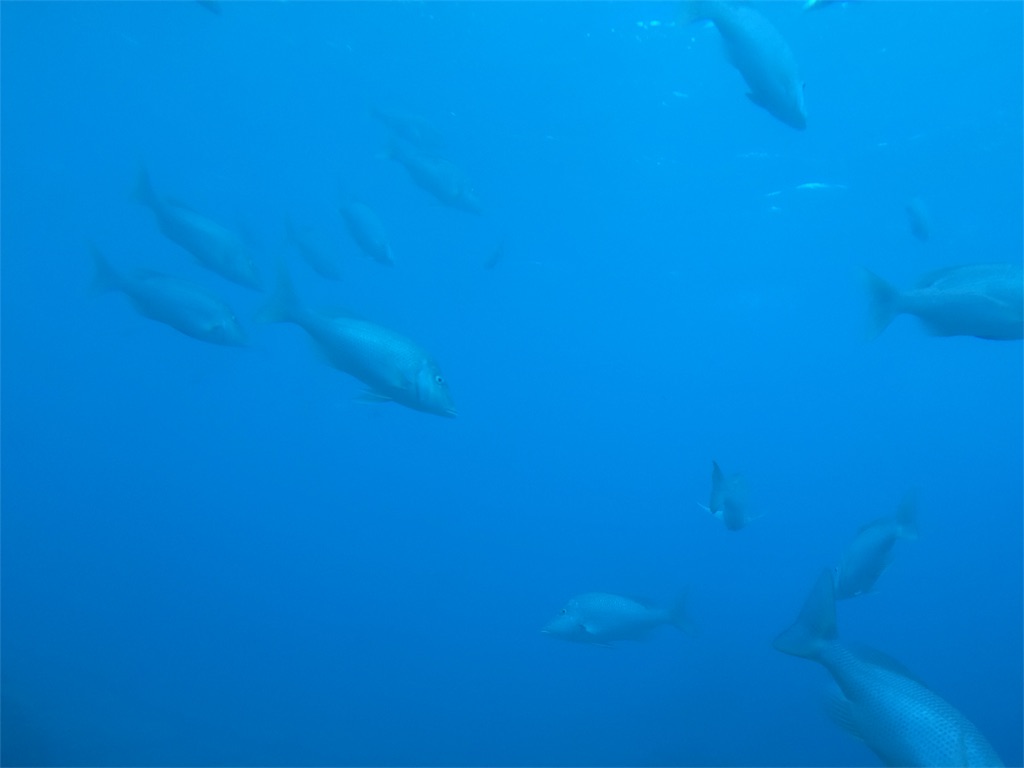 f:id:nagoyaman:20181207003005j:image