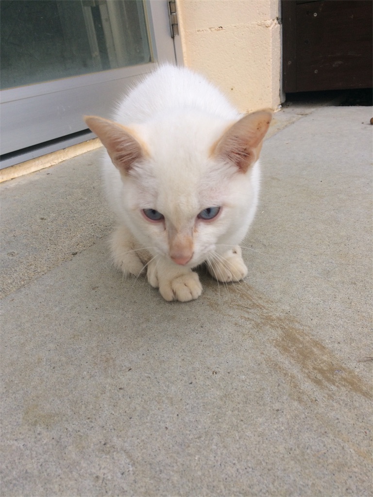 f:id:nagoyaman:20181208081141j:image