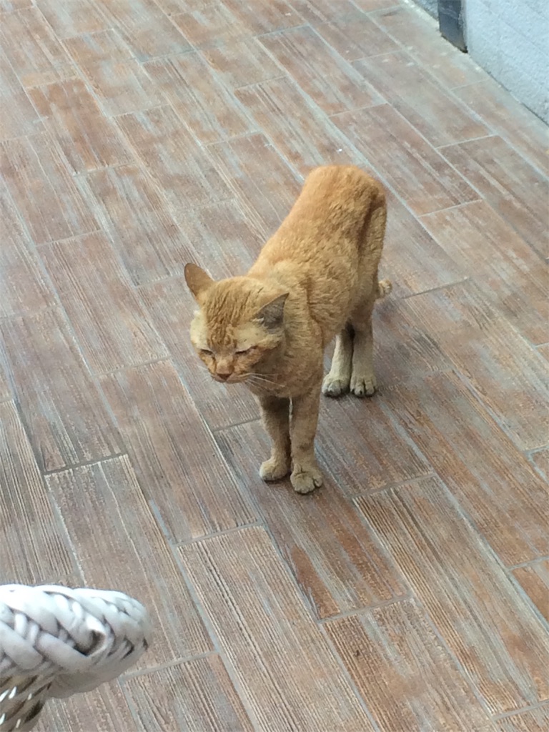 f:id:nagoyaman:20190217053916j:image