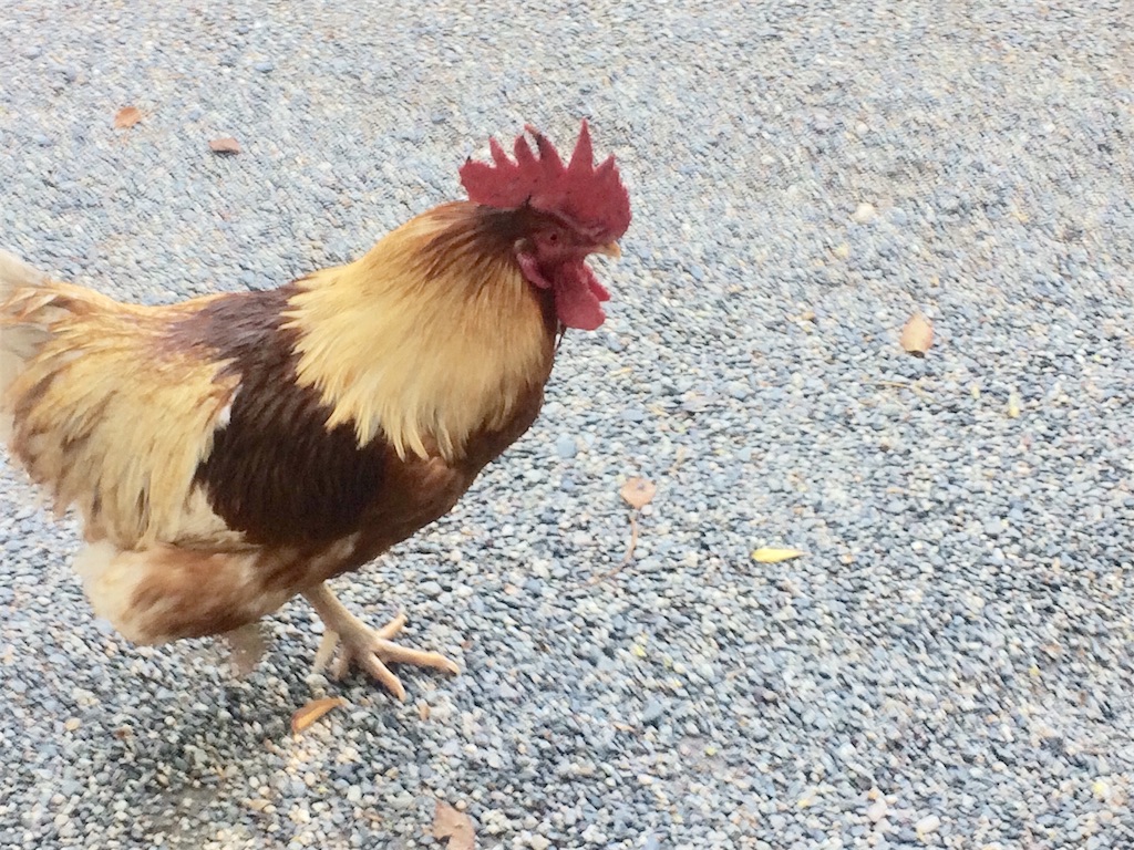 f:id:nagoyaman:20190410144903j:image