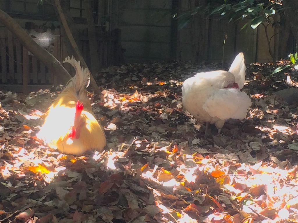 f:id:nagoyaman:20190410144825j:image