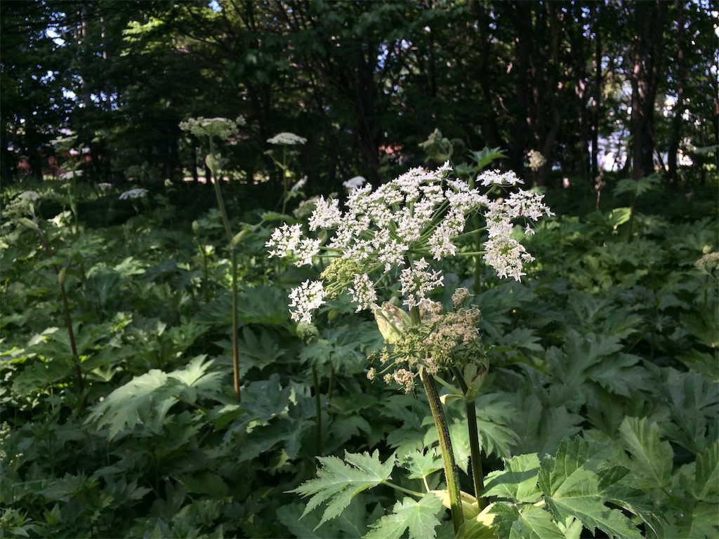f:id:nagoyaman:20190715160048j:image